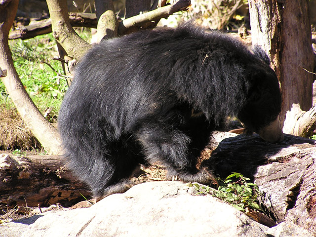 Sloth Bear 1