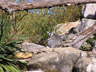 Lemur on the Rocks