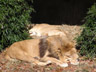 Lions Napping in the Sun