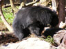 Sloth Bear 1