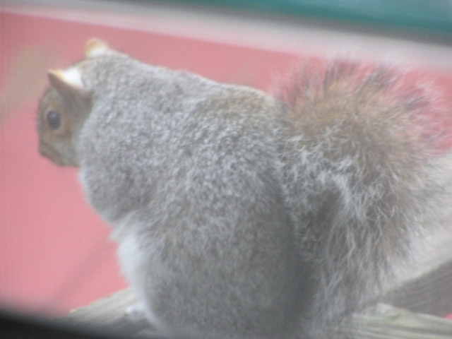 Squirrel, Back