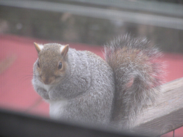 Squirrel, Front