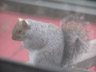 Squirrel, Profile