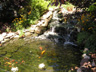 Pond and Falls
